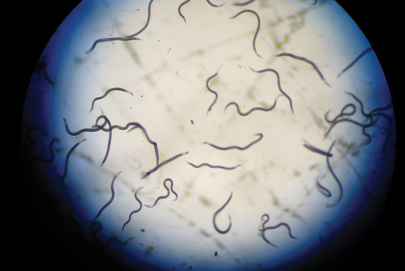 Aerial view of Ghost Creek golf course