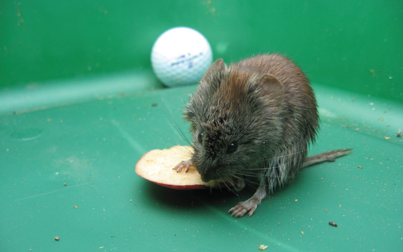 Voles golf course