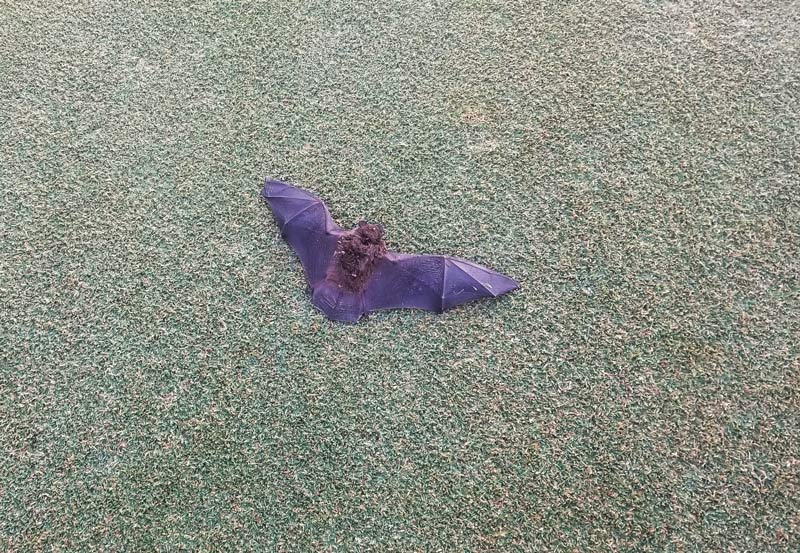 Photo Quiz: Surprising visitor on turf, off-color line Bats golf course