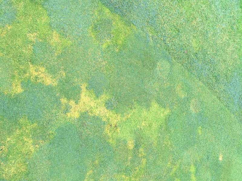 Goodbye Poa annua, hello bentgrass Convert Poa annua bentgrass