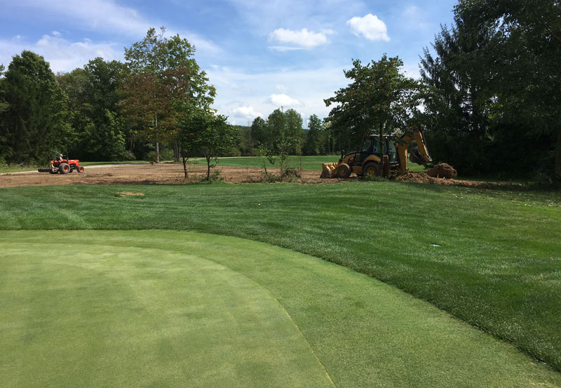 Goodbye Poa annua, hello bentgrass Golf course tree removal