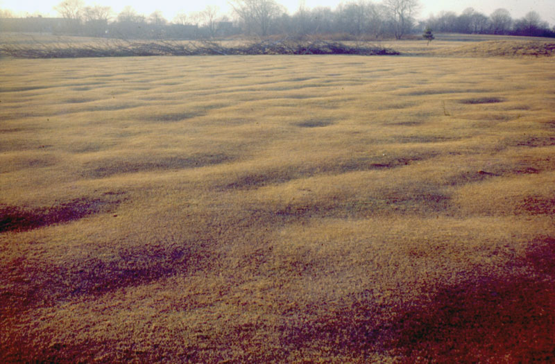 Photo Quiz: Irrigation line inhabitants, uneven ground Putting green heaving