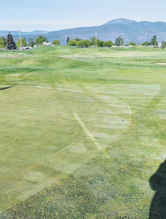 Photo Quiz: Surprising visitor on turf, off-color line Strange line turf