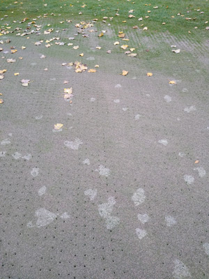 Leaf marks turfgrass