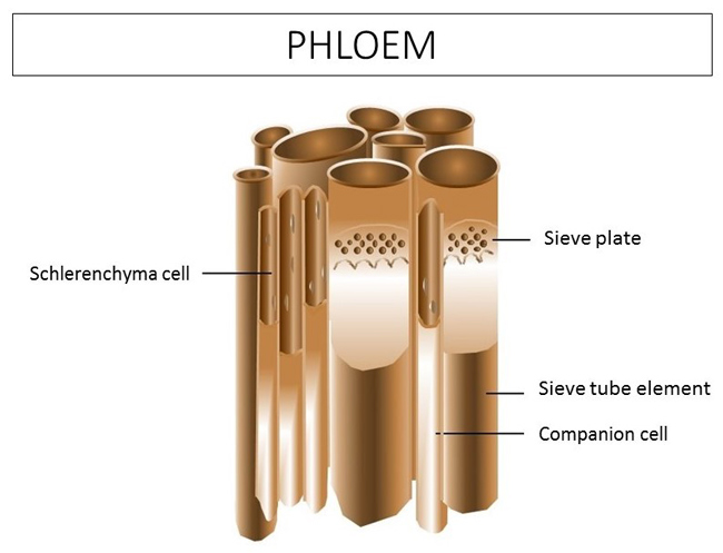 Phloem in turf