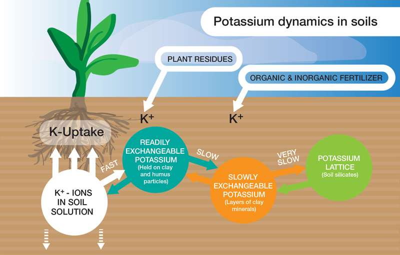 Potassium and turfgrass stress Potassium in soil