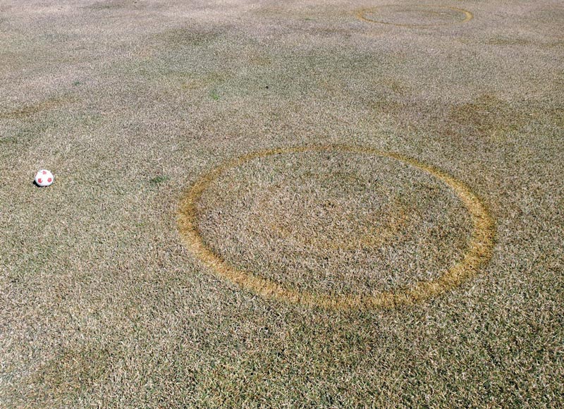 Worn turf circles