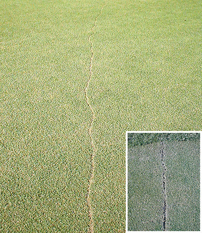 irregular brown areas