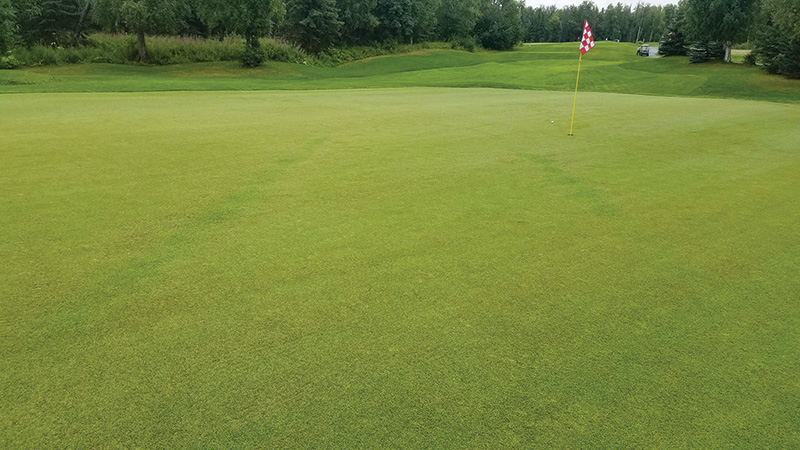 Image of a dog on a golf course. A portion of the green is darker than the turf surrounding it. strange brown marks on golf course