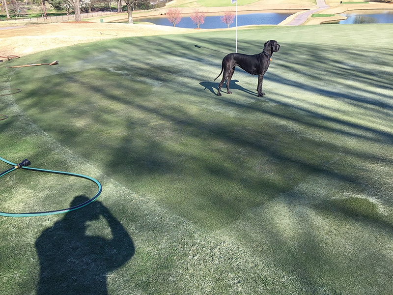Image of a dog on a golf course. A portion of the green is darker than the turf surrounding it. strange brown marks on golf course