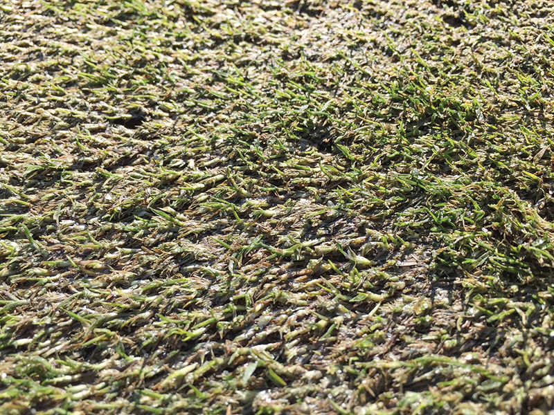 Photo Quiz: Flood remnants, tan patches on green Close-up of green, muddy and dark with grass rhizomes visible above the ground