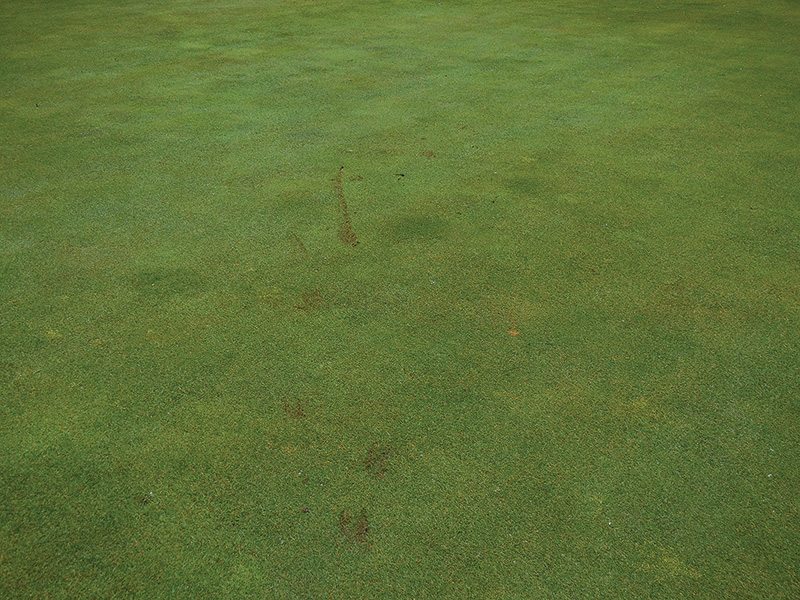 Photo Quiz: Flood remnants, tan patches on green strange brown marks on golf course