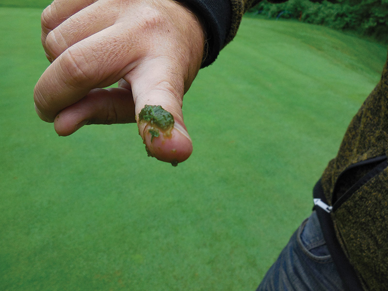 Photo Quiz: Flood remnants, tan patches on green SeaDwarf paspalum putting green