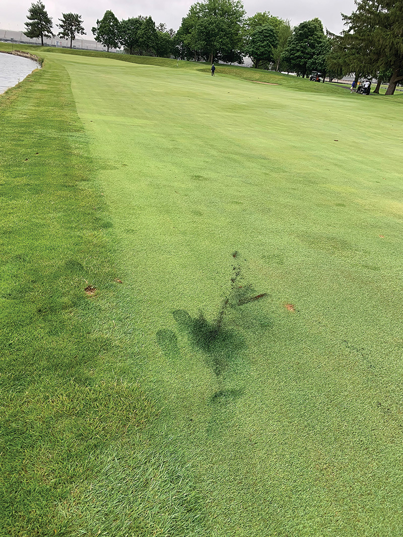 Golf course fairway with a small patch of faded, dark staining material near the bottom of the photo. strange brown marks on golf course