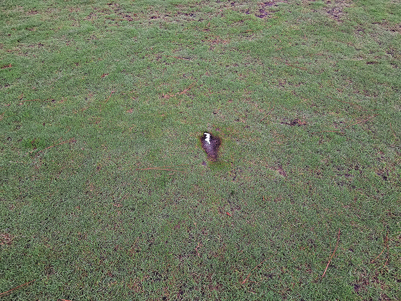 Image of a dog on a golf course. A portion of the green is darker than the turf surrounding it. strange brown marks on golf course