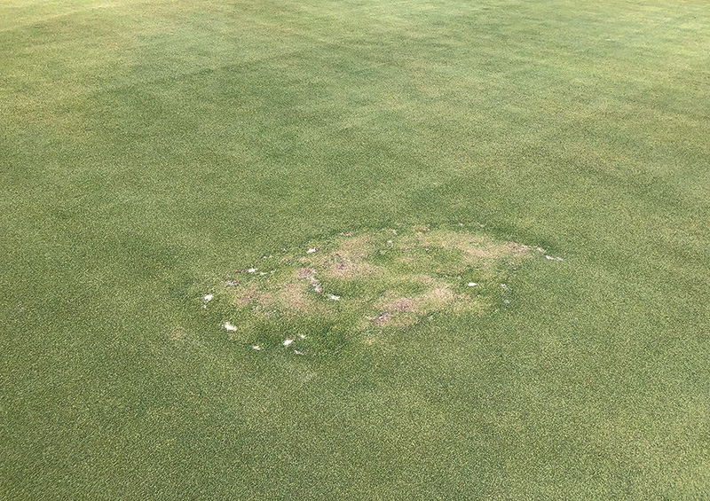 Golf course fairway with a small patch of faded, dark staining material near the bottom of the photo. strange brown marks on golf course