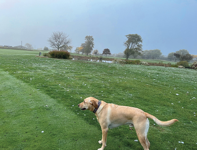 Photo Quiz: Flood remnants, tan patches on green golf course divided green