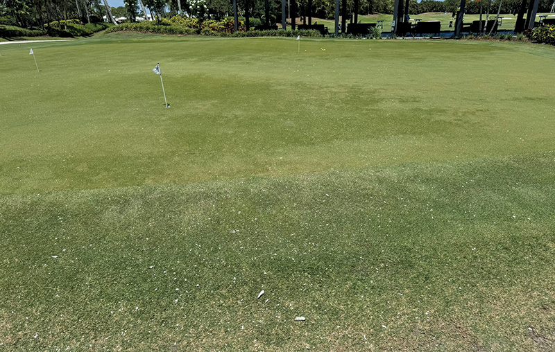 A patch of brown turf on a practice putting green A patch of brown turf on a practice putting green