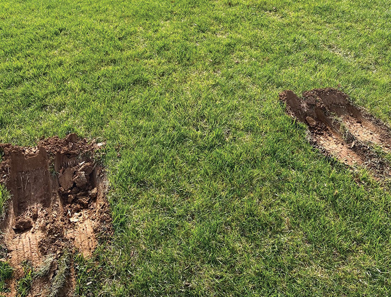 A patch of brown turf on a practice putting green A patch of brown turf on a practice putting green