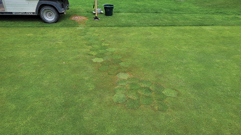 Turf with greens and dead patches in parallel lines SeaDwarf paspalum putting green