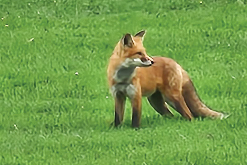 A fox on a golf course.