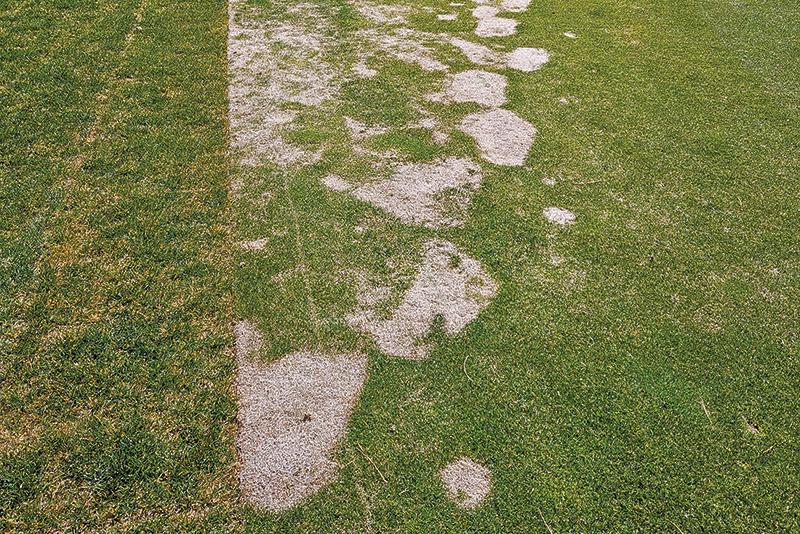 Small patch of yellow discolored turf within a dark green putting green